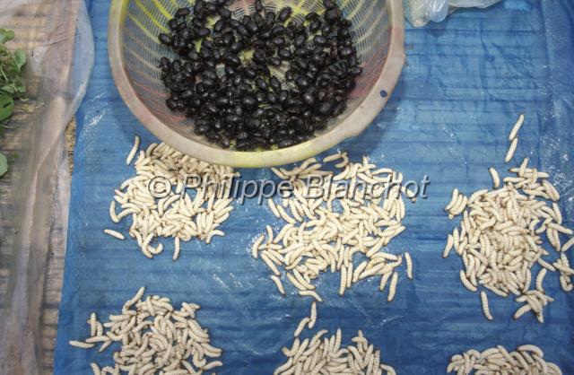laos 21.JPG - Larves et scarabées en vente sur le marché de Muang Sing, Nord Laos